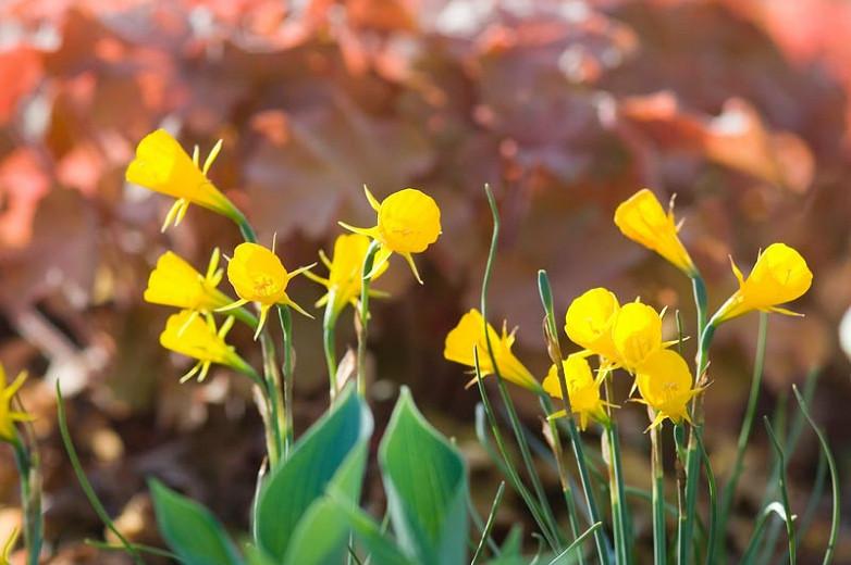Narcissus bulbocodium 'Golden Bells',Hoop Petticoat Daffodil 'Golden Bells', Narcissus 'Golden Bells', Spring Bulbs, Spring Flowers, early spring daffodil, mid spring daffodil